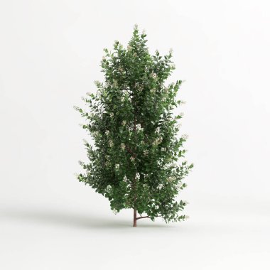 3d illustration of Escallonia iveyi bush isolated on white background