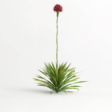 3d illustration of doryanthes excelsa bush isolated on white background