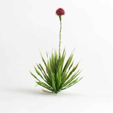 3d illustration of doryanthes excelsa bush isolated on white background