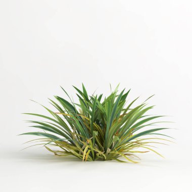 3d illustration of dianella caerulea bush isolated on white background