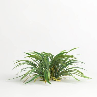 3d illustration of dianella caerulea bush isolated on white background