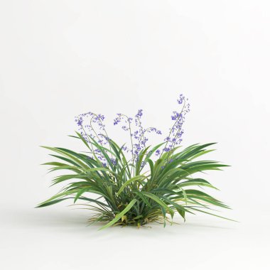 3d illustration of dianella caerulea bush isolated on white background
