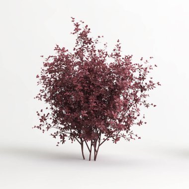 3d illustration of Berberis thunbergii tree isolated on white background
