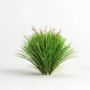 3d illustration of Lomandra lime tuff bush isolated on white background