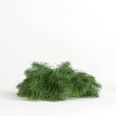 3d illustration of acacia cognata limelight bush isolated on white background