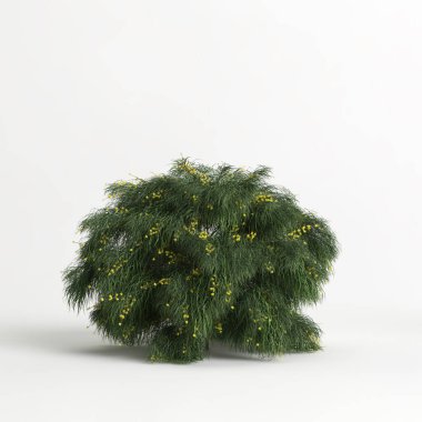 3d illustration of acacia cognata limelight bush isolated on white background