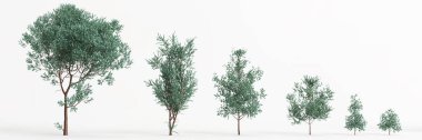 3d illustration of set eucalyptus cinerea tree isolated on white background
