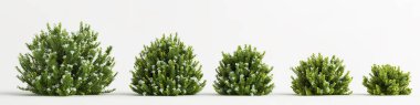 3d illustration of set hebe odora bush isolated on white background