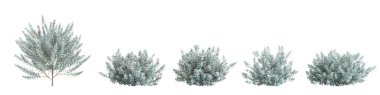 3d illustration of set eremophila glabra bush isolated on white background