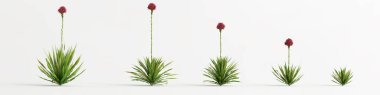 3d illustration of set doryanthes excelsa bush isolated on white background