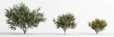 3d illustration of set hamamelis x intermedia tree isolated on white background