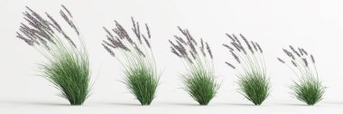 3d illustration of set molinia caerulea grass isolated on white background