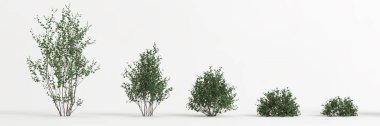3d illustration of set betula pumila tree isolated on white background