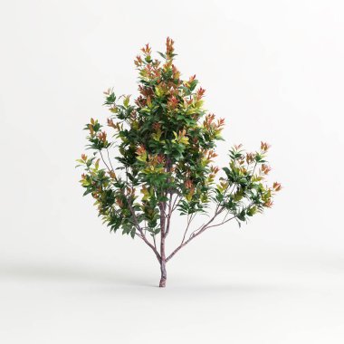 3d illustration of acmena smithii allyn magic isolated on white background