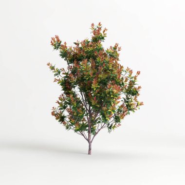 3d illustration of acmena smithii allyn magic isolated on white background