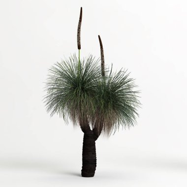 3d illustration of Xanthorrhoea arborea tree isolated on white background