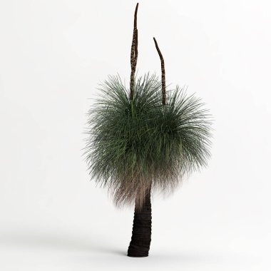 3d illustration of Xanthorrhoea arborea tree isolated on white background