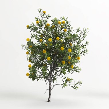 3d illustration of Xanthostemon chrysanthus tree isolated on white background