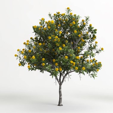 3d illustration of Xanthostemon chrysanthus tree isolated on white background