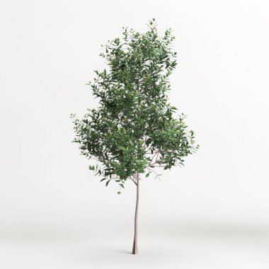 3d illustration of Pittosporum Eugenioides tree isolated on white background