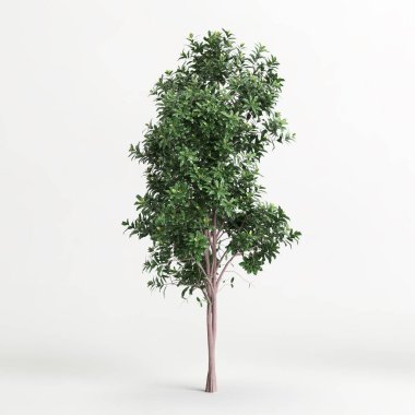 3d illustration of Pittosporum Eugenioides tree isolated on white background