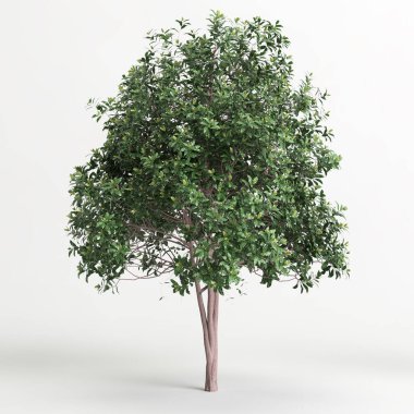 3d illustration of Pittosporum Eugenioides tree isolated on white background