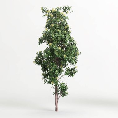 3d illustration of Pittosporum Eugenioides tree isolated on white background