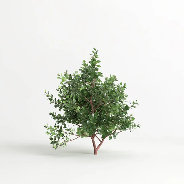 3d illustration of Escallonia iveyi bush isolated on white background