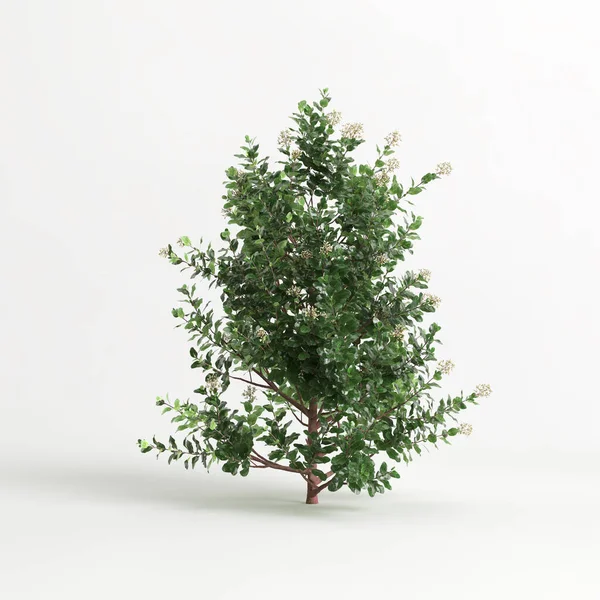 3d illustration of Escallonia iveyi bush isolated on white background