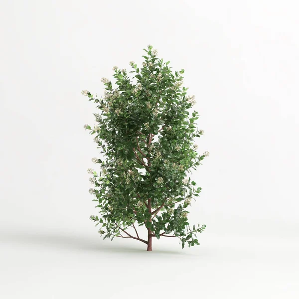 3d illustration of Escallonia iveyi bush isolated on white background