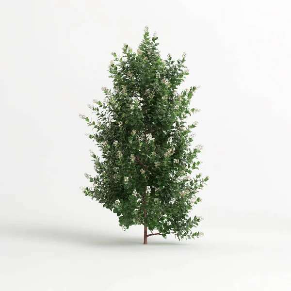 3d illustration of Escallonia iveyi bush isolated on white background