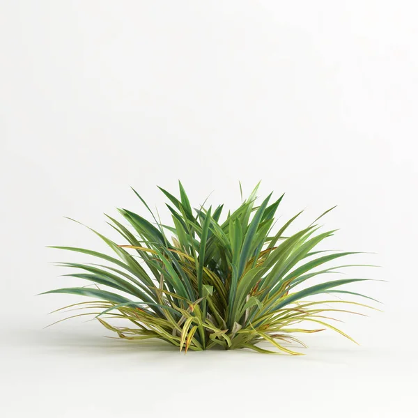 3d illustration of dianella caerulea bush isolated on white background