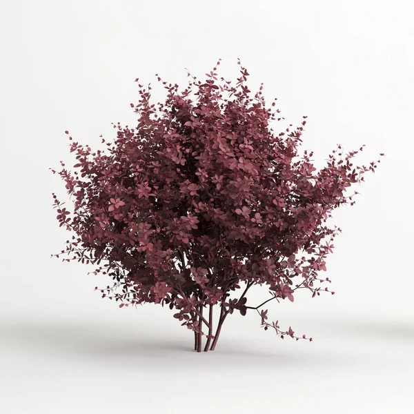 Illustration Berberis Thunbergii Tree Isolated White Background — 스톡 사진