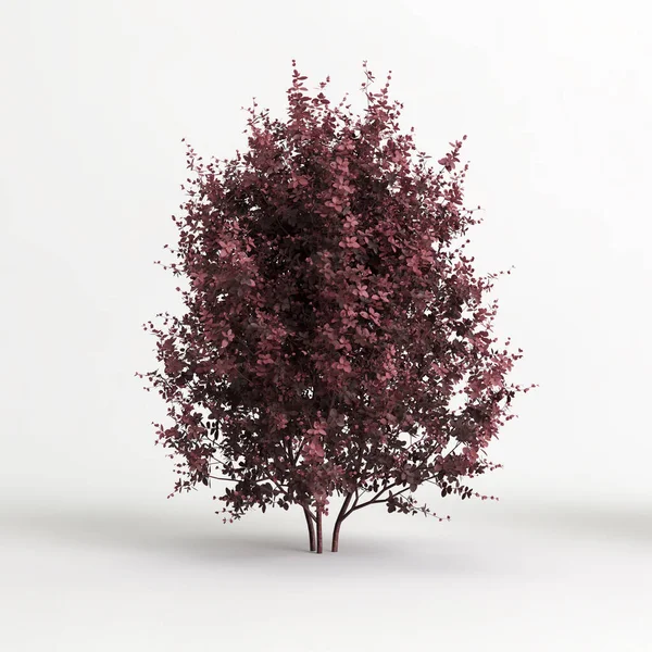 Illustration Berberis Thunbergii Tree Isolated White Background — 图库照片