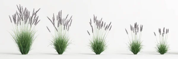 Illustration Set Molinia Caerulea Grass Isolated White Background — Stock Photo, Image