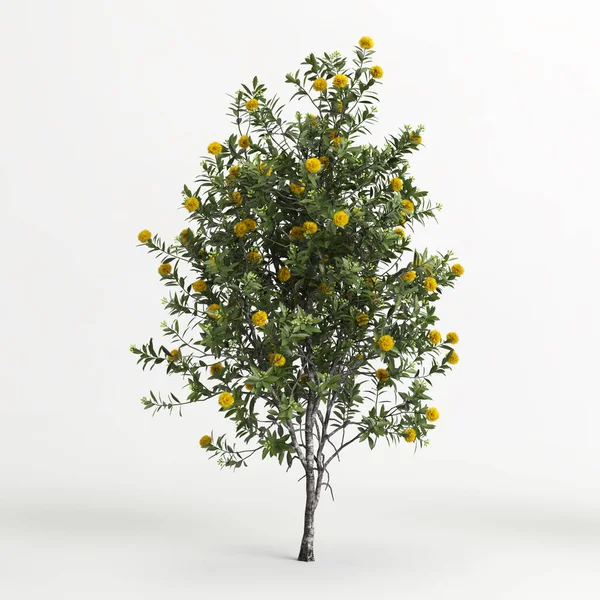 Illustration Xanthostemon Chrysanthus Tree Isolated White Background — Foto Stock