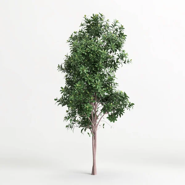 Illustration Pittosporum Eugenioides Tree Isolated White Background — Zdjęcie stockowe