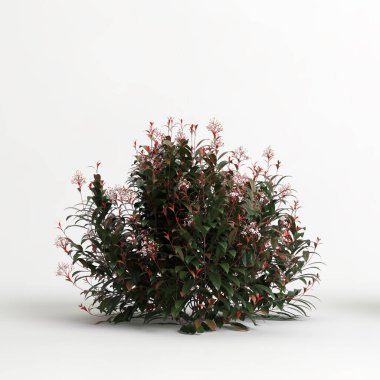 3d illustration of photinia x fraseri red Robin tree isolated on white background