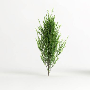 3d illustration of ilex crenata steeds isolated on white background