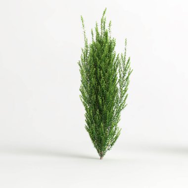 3d illustration of ilex crenata steeds isolated on white background