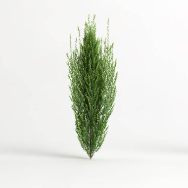 3d illustration of ilex crenata steeds isolated on white background