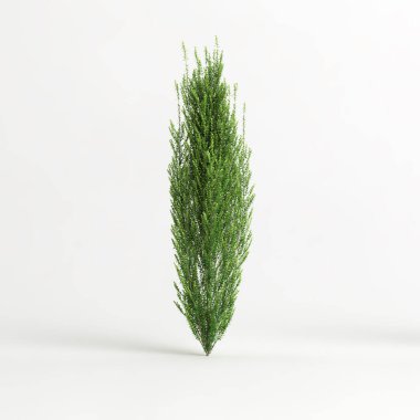 3d illustration of ilex crenata steeds isolated on white background