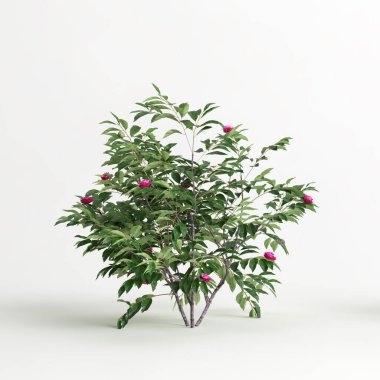 3d illustration of camellia sasanqua isolated on white background