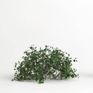 3d illustration of betula pumila tree isolated on white background