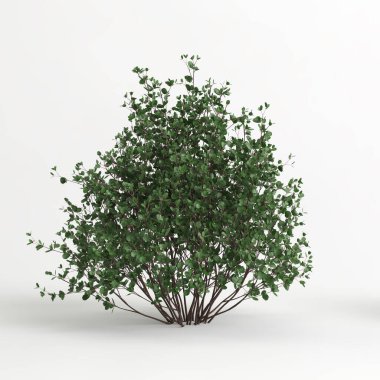 3d illustration of betula pumila tree isolated on white background