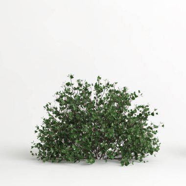 3d illustration of betula pumila tree isolated on white background