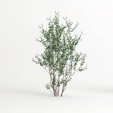 3d illustration of betula pumila tree isolated on white background