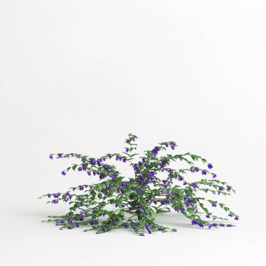 3d illustration of thunbergia erecta isolated on white background