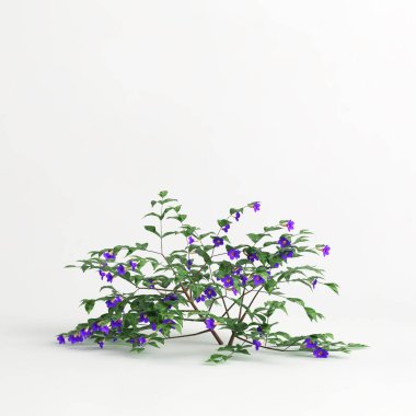 3d illustration of thunbergia erecta isolated on white background