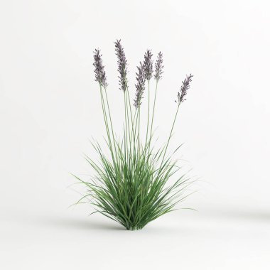 3d illustration of molinia caerulea grass isolated on white background